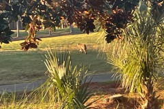 Bobcat-on-Raven-7