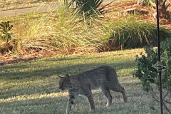 Bobcat-visits-the-Vineyards-for-Christmas