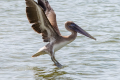 Clear-the-Way-Coming-in-for-Landing