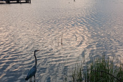 Heron-at-marina-EM