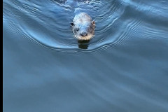 Otter-at-Marina-Bar