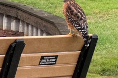 Red-shouldered-Hawk-on-Baytowne