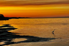 dinner-time-heron