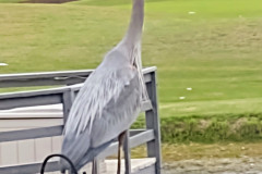 heron-keeping-watch-over-Links-Golden-Lake