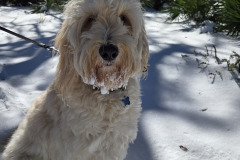 What-Snow-Snow-Dog