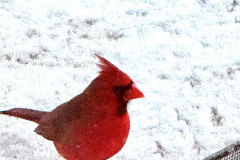 snow-cardinal