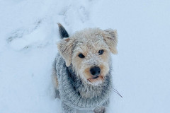 snow-dog2