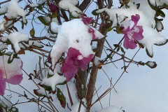 snow-flowers