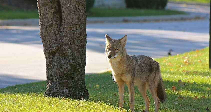 Arizona Coyotes on X: 😎 You can still add it to your collection